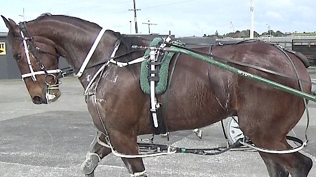 (Lets) Strike The Gold as he looked when trained in New Zealand by Ray Green.