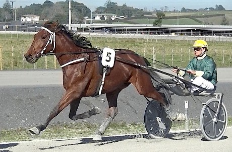 Ace Commander trotting boldly at Pukekohe today.