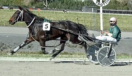 Kiwi Bloke … ears pricked and enjoying his front-running role.