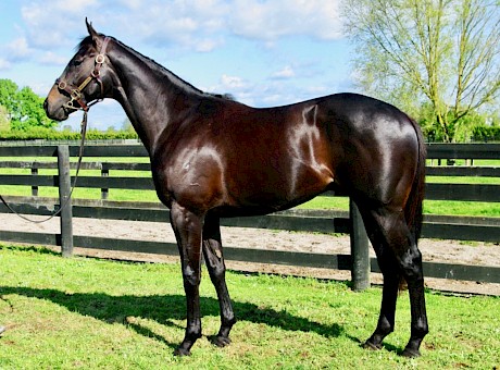 Little wonder Lincoln’s Command cost $240,000 at the 2015 ready to run sale when he looked like this.