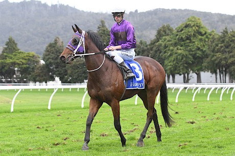 Sam O’Malley brings Platinum Spirit back to scale after his impressive win. PHOTO: Peter Rubery/Race Images.