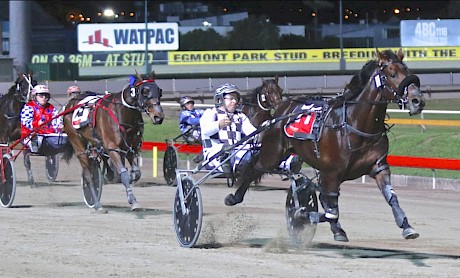 Northview Hustler meets Queensland kingpin Colt Thirty One, pictured, for the first time on Saturday night.