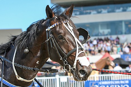 Bettor My Dreamz looks a good type for Alexandra Park. PHOTO: Race Images.