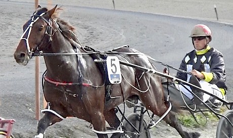 Zeuss Bromac … promising two-year-old heading towards the Breeders Crown in Australia.