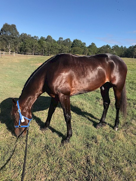 Make Way looks in great condition as he enjoys a pick of grass today at Logan Village, 45km from Brisbane.