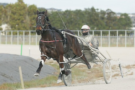 Man Of Action trialled strongly at Pukekohe last Saturday. PHOTO: Trish Dunell.