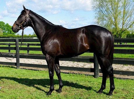 Lincoln’s Command was a magnificent looking two-year-old at the ready to run sale in 2015.