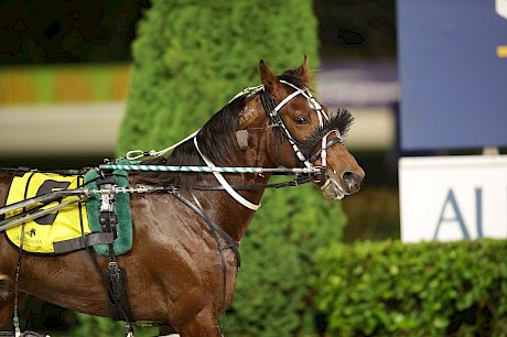 Copy That … just needs a little luck from the second row to win his third race on end. PHOTO: Trish Dunell.