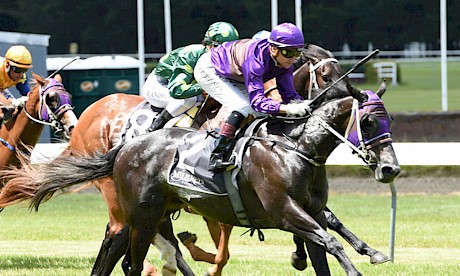 Platinum Volos downs Divine Power in the 2017 Wellington Guineas Trial at Trentham. PHOTO: Peter Rubery.