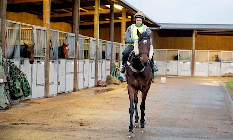 Robbie Hannam takes Lincoln Town out for a training run. PHOTO: Royden Williams.