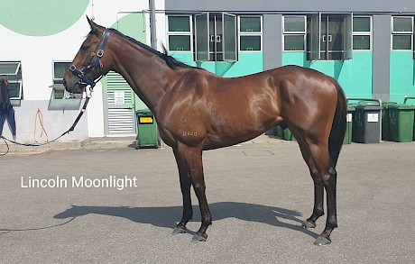 Lincoln Moonlight looking in good racing trim this week at his Kranji stable.