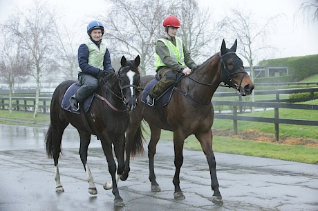 Lincoln Thunder, nearest camera, and Lincoln Springs walk back to their Pukekohe stable. PHOTO: Trish Dunell.
