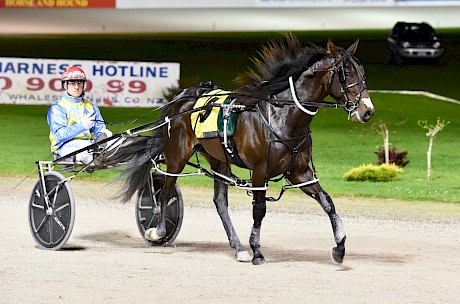 Zachary Butcher brings Perfect Stride back to scale after his all-the-way win. PHOTO: Joel Gillan/Race Images.