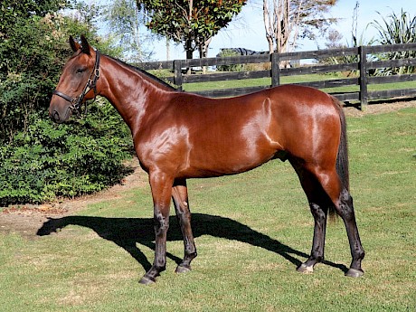 Emilio Rosati’s $100,000 colt Star Of Africa looked the part even as a yearling. Green says he’s a big, powerful horse who paces really nicely.