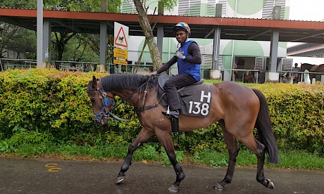 Miracle Time … on a very short leash but gets his chance in a weak line-up at Kranji on Friday night.