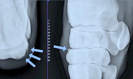 X-rays of Lincoln Sky’s right knee show degeneration and fragmentation of the third carpal bone.