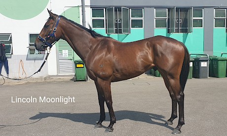 Lincoln Moonlight has placed five times out of eight starts but will still need a good ride at Kranji on Sunday.