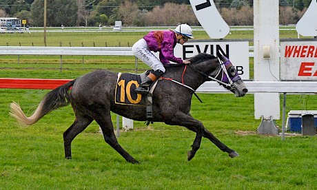 Platinum Volos will be ridden out the back at New Plymouth on Saturday to help him stretch to 1400 metres.