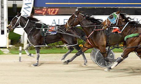 Just Wing It is feeling like a different horse in training and could be an upsetter on Friday night. PHOTO: Joel Gillan/Race Images.
