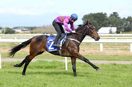 Lincoln Town … lazy horse but has his foot on the till. PHOTO: Royden Williams.