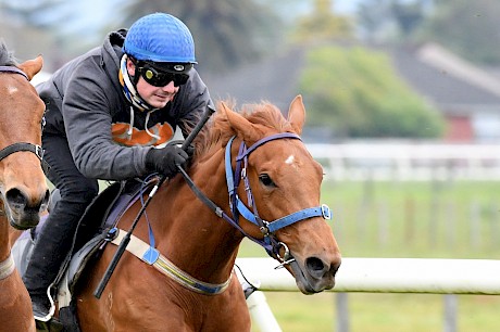 Platinum Bordeaux … warming up for the fillies’ race at Wanganui next month. PHOTO: Royden Williams.
