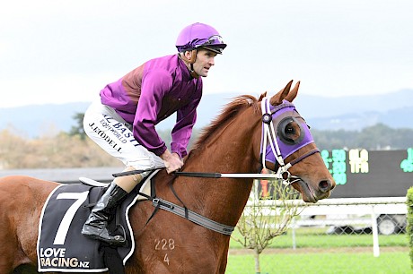 Lincoln Hills after his win at Awapuni in May. Jonathan Riddell rides him again on Saturday. PHOTO: Peter Rubery/Race Images.