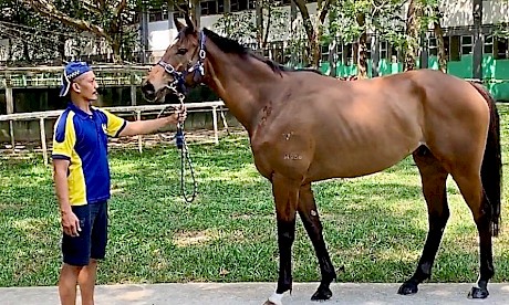Rock Me Easy hasn’t raced on the polytrack yet but he has trialled successfully on it.