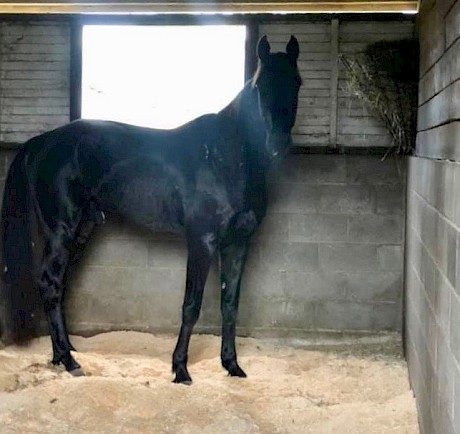 Northview Hustler, in his box at Marburg, has missed work with a foot infection.