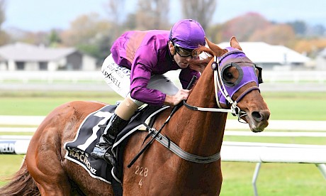 Lincoln Hills looks up against it at Hastings on Saturday. PHOTO: Peter Rubery/Race Images.