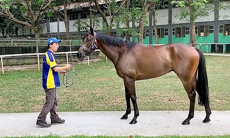 How Miracle Time looked yesterday. He’s fashioned into a nice type, says his trainer.