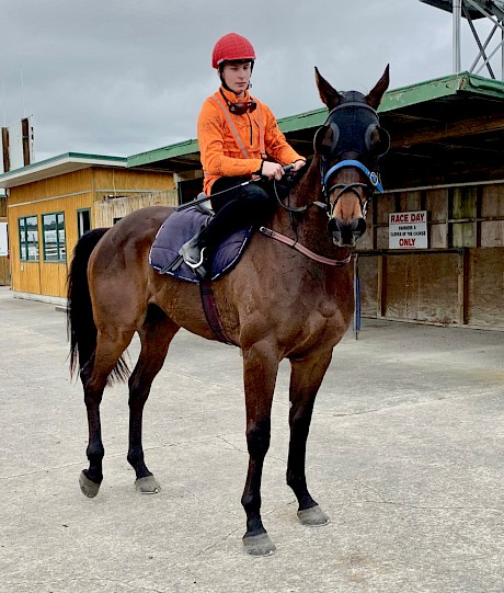 Dean Parker brings Lincoln Springs back to the stables after today’s jumpout. PHOTO: Kate Tiley.