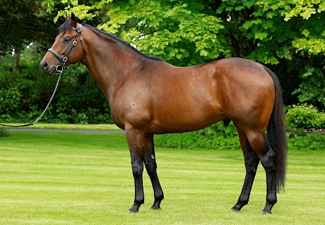 The first yearlings by Pride Of Dubai, pictured, were highly sought after.