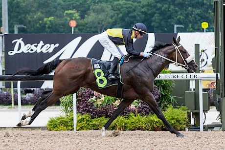 O’Reilly Bay races in blinkers for the first time and gets a more suitable distance. PHOTO: TriPeaksImagery.