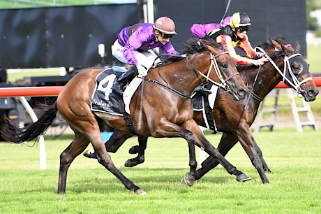 Lincoln Raider, outer, scored two impressive wins from the back at Trentham last season. PHOTO: Peter Rubery/Race Images.