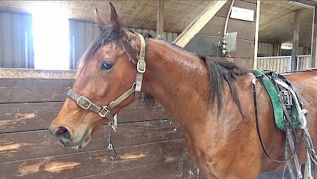 Ace Commander having a good blow after his first run back today.