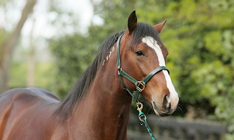 Larry Lincoln … drawn to get some of the money on debut at Cambridge on Friday night. PHOTO: Trish Dunell.