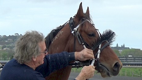 Trainer Ray Green adjusts the boring pole on Copy That before his workout.