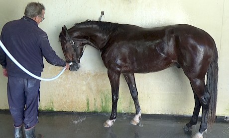 Ray Green gives Copy That a hose down after training.