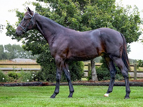 Vanquish Stride, all horse, with a $170,000 price tag.