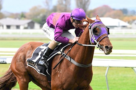 Lincoln Hills will get the right footing and an economical run from the inside gate. PHOTO: Peter Rubery/Race Images.