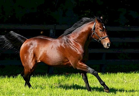 Declaration Of War … the sire of Melbourne Cup week.