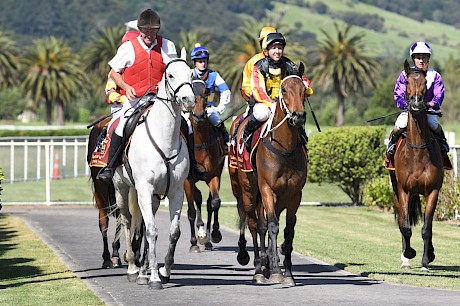 Sam Collett brings Lincoln King back to scale. PHOTO: Kenton Wright/Race Images.