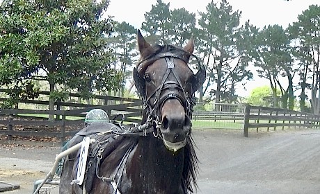 Line Up returns after a cracking workout today when driver Andre Poutama clocked him to run home his last 800 metres in 54.1.