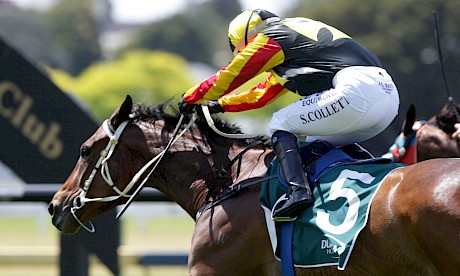 Sam Collett gets Lincoln King home in the nick of time at Ellerslie today. PHOTO: Trish Dunell.