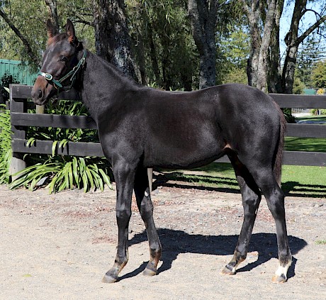 Copy That’s half brother by Highview Tommy out of Lively Nights, could be Deb Green’s next bargain buy at just $3000.