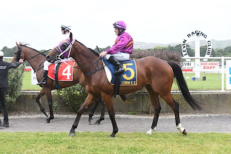 Robbie Hannam brings Lincoln Fury, sporting blinkers, back to scale. PHOTO: Race Images.