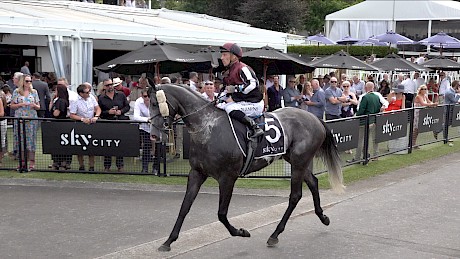 Michael McNab brings one of the favourites Justamaiz back to the birdcage after being ruled out.