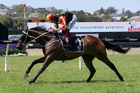 Jockey Jason Waddell puts his whip away and lets Lincoln King cruise to the line well clear at Ellerslie today. PHOTO: Trish Dunell.