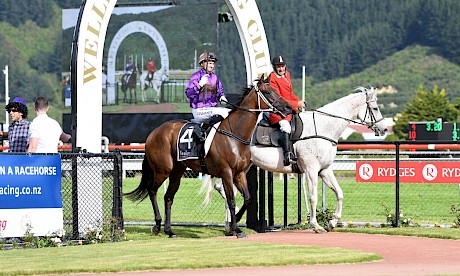 Opie Bosson salutes on Lincoln Raider at Trentham, a sight trainer Lisa Latta hopes to see again on Saturday. PHOTO: Race Images.