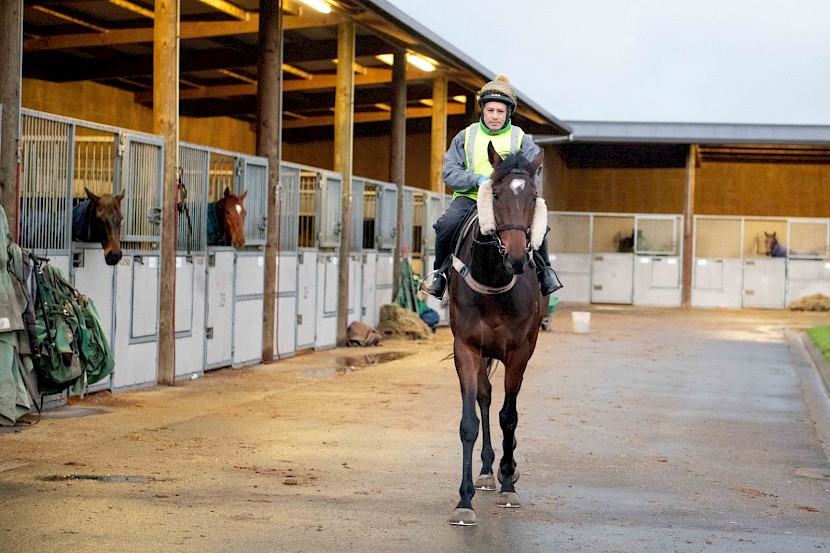 Robbie Hannam takes Lincoln Town out for his morning training. PHOTO: Royden Williams.